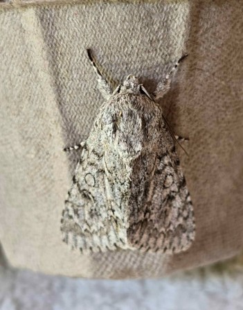 The **Sycamore (Acronicta aceris)** - one of two recorded on this trip to France. The adult moth’s subtle, ash-grey tones are quietly appealing, but its caterpillar is a showstopper: bright yellow or orange with long white and black hairs. So flamboyant, it's earned the nickname "punk caterpillar."
